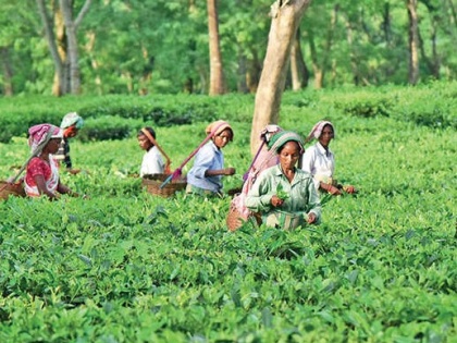 Amid lockdown, leaf picking started in Assam's tea gardens | लॉकडाउन के बीच असम के चाय बागानों में पत्ती चुनने का काम हुआ शुरु