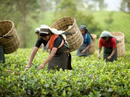India's tea production projected to decline 13 percent in current year: report | भारत का चाय उत्पादन चालू वर्ष में 13 प्रतिशत घटने का अनुमान: रिपोर्ट