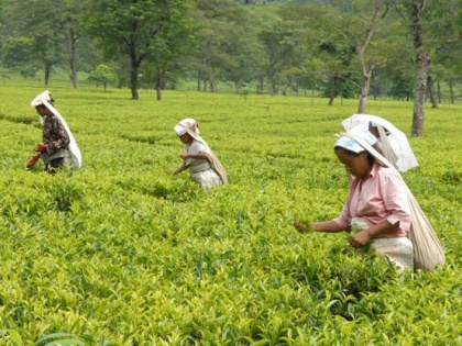 Alok Mehta's blog: Also pay attention to the problems of farmers engaged in tea production | आलोक मेहता का ब्लॉग: चाय उत्पादन में लगे किसानों की समस्याओं पर भी ध्यान दें