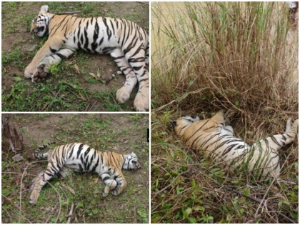 Tigress and her two cubs found dead in Chimur Forest area of Chandrapur Maharashtra | महाराष्ट्र: चंद्रपुर के चिमुर वन खंड में बाघिन और उसके दो बच्चों के मिले शव