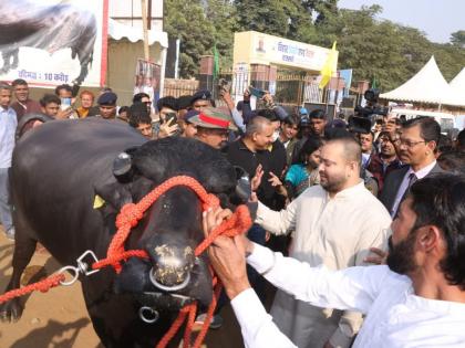 Bihar Tejashwi Yadav Bihar Deputy CM Tejashwi Yadav meet father Buffalo more than 30000 children worth Rs 10 crore became center attraction farmers fair see pics | 10 करोड़ कीमत और 30000 से ज्यादा बच्चों के पिता से मिले बिहार के उपमुख्यमंत्री तेजस्वी यादव!, देखें तस्वीरें Bihar Tejashwi Yadav Bihar Deputy CM Tejashwi Yadav meet father Buffalo more than 30000 children worth Rs 10 crore became center attraction farmers fair see pics | 10 करोड़ कीमत और 30000 से ज्यादा बच्चों के पिता से मिले बिहार के उपमुख्यमंत्री तेजस्वी यादव!, देखें तस्वीरें