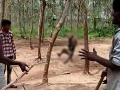 Animal cruelty: Telangana hang monkey to death from tree as other cheer | गर्भवती हथिनी की हत्या के बाद तेलंगाना में बेजुबान से बर्बरता, बंदर को पकड़कर फांसी पर लटकाया
