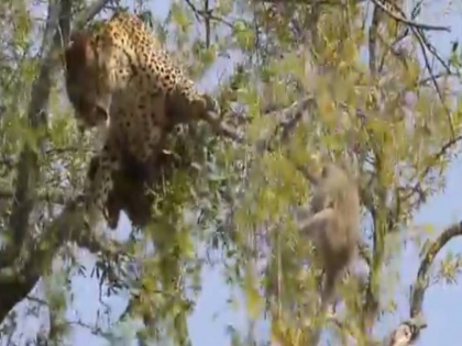 Leopard climb to tree to attack Monkey thriller video viral on social media | बंदर का शिकार करने पेड़ पर चढा तेंदुआ और खुद ही... वीडियो में देखें आगे क्या हुआ