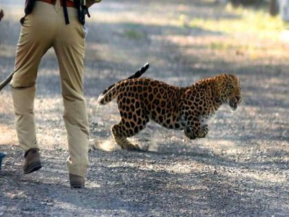 Madhya Pradesh Leopard Strays Into Residential Area in Indore 4 Injured | तेंदुए ने घर में घुसकर मचाया कोहराम, बाथरुम में नहा रहे शख्स पर किया हमला, वीडियो देख हैरान रह गए सब