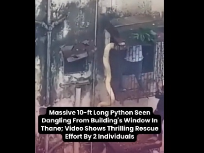 Thane 10 feet long python stuck on flat window two people clash in rescue Goosebumps video goes viral | फ्लैट की खिड़की पर फंसा 10 फीट लंबा अजगर, रेस्क्यू में भिड़े दो शख्स; रोंगटे खड़े कर देने वाला वीडियो वायरल