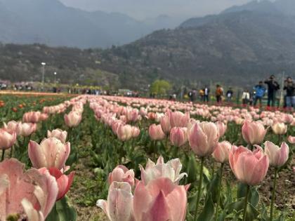 jammu kashmir The Tulip Garden is crowded with people looking at the flowers | जम्मू-कश्मीर: ट्यूलिप गार्डन में भीड़ लगी है फूलों को निहारने वालों की