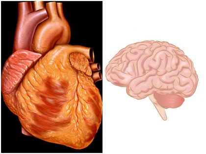 Those with weak heart should be careful if heart health is bad then brain will also become old study revealed | कमजोर दिल वाले हो जाए सावधान, अगर हुआ हार्ट हेल्थ खराब तो दिमाग भी हो जाएगा बुढ़ा, स्टडी में खुलासा