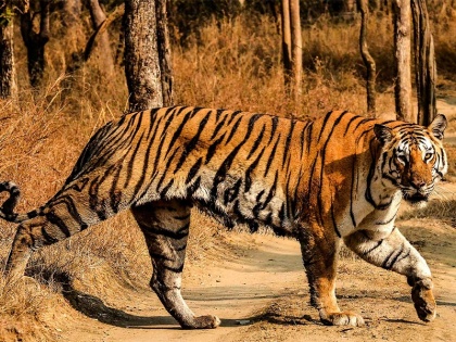 Tigress trapped in closed rubber factory in Uttar Pradesh, forest department team engaged in evacuation | उत्तर प्रदेश में बंद पड़ी रबर फैक्ट्री से फंसी बाघिन, वन विभाग की टीम निकालने में जुटी