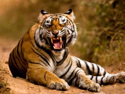 nagpur 10 days 7 tigers killed 14 tigers of Vidarbha region three months leopards are also dying | 10 दिन 7 बाघों की मौत, तीन महीने में विदर्भ क्षेत्र के 14 टाइगर की जान गई, तेंदुए भी मर रहे nagpur 10 days 7 tigers killed 14 tigers of Vidarbha region three months leopards are also dying | 10 दिन 7 बाघों की मौत, तीन महीने में विदर्भ क्षेत्र के 14 टाइगर की जान गई, तेंदुए भी मर रहे