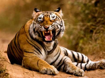 aaj ka taja samachar Delhi Zoo 15-year-old Bengal Tiger dies Kanpur Zoo finds Royal Bengal tigress | दिल्ली चिड़ियाघरः 15 साल के बंगाल टाइगर का निधन, कानपुर जू से रॉयल बंगाल बाघिन मिली