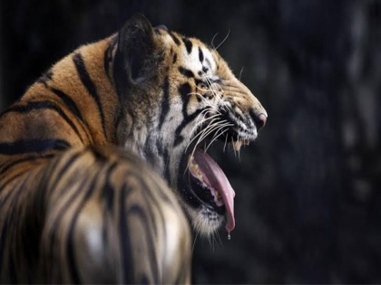 Three tigers found dead in goa's mahadayi Forest in four days | गोवा: चार दिनों में तीन टाइगरों की मौत के बाद मचा हड़कंप, वन विभाग को इस बात का है शक