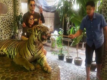 Thailand zoo tiger poked by stick for taking photo viral video | सेल्फी के लिए यहां शेर के साथ किया जाता है ऐसा बर्ताव, वीडियो देख आपको भी होगा दर्द