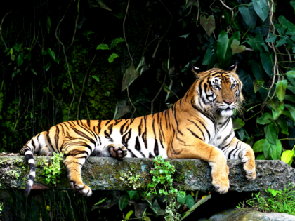 Tiger population increased in Karnataka more than 60 tigers found outside sanctuaries matter of concern | कर्नाटक में बाघों की आबादी में वृद्धि हुई, लेकिन 60 से अधिक बाघों का अभयारण्यों के बाहर पाया जाना चिंता का विषय