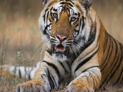 International Tiger Day: Why are the deaths of tigers not stopping? 74 have died this year | International Tiger Day: क्यों नहीं रूक रही बाघों की मौतें? इस साल हो चुकी है 74 की मौत