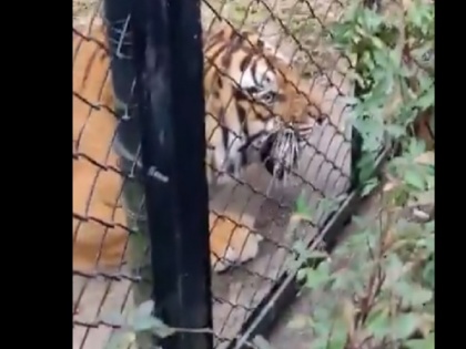 Nainital national Zoo and ferocious tiger in roars watch video | बाघ का ये गुस्सा देखा है आपने! बाड़े में बंद फिर भी इतना आक्रामक, वीडियो देख कांप जाएगा दिल