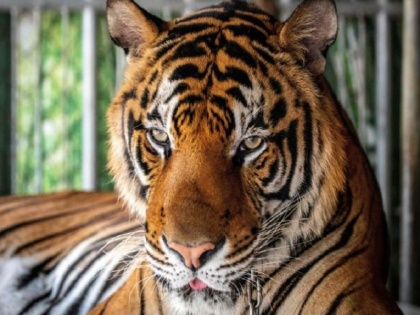 International Tiger Day 2020: its history, significance and number of tigers in india and worldwide | International Tiger Day 2020: कैसे हुई थी टाइगर डे मनाने की शुरुआत और दुनिया भर में कितने बाघ हैं, जानिए