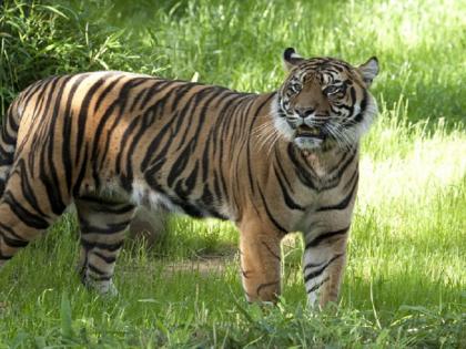 International Tiger Day 2021: interesting 10 facts about Tigers across world | International Tiger Day 2021: बाघ के बच्चे 'अंधे' पैदा होते हैं, जानिए बाघों के बारे में ये 10 दिलचस्प बातें