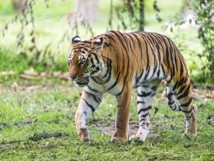 Abhishek Kumar Singh's blog: Tigers increase, now reduce their difficulties | अभिषेक कुमार सिंह का ब्लॉग: बाघों की संख्या बढ़ी, अब उनकी मुश्किलें कम करें