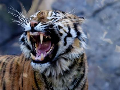 Maharashtra Ki taja Khabar Woman killed in tiger attack in Gadchiroli, fifth incident in 15 days | महाराष्ट्र: गढ़चिरौली में बाघ के हमले में महिला की मौत, 15 दिनों में पांचवी घटना
