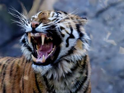 Maharashtra Ki taja Khabar Woman killed in tiger attack in Gadchiroli, fifth incident in 15 days | महाराष्ट्र: गढ़चिरौली में बाघ के हमले में महिला की मौत, 15 दिनों में पांचवी घटना Maharashtra Ki taja Khabar Woman killed in tiger attack in Gadchiroli, fifth incident in 15 days | महाराष्ट्र: गढ़चिरौली में बाघ के हमले में महिला की मौत, 15 दिनों में पांचवी घटना