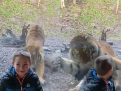 Tiger attacks little boy at Dublin Zoo, leaves many terrified online, Video viral | 7 साल के बच्चे को खाने के लिए दौड़ा टाइगर, लेकिन तभी कुछ ऐसा हुआ कि बच गई जान; वीडियो देखकर डर गए लोग