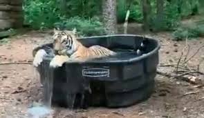Video: Jairam Ramesh shared video of a tiger taking a dip in the tub, Mahindra responded | Video: जयराम रमेश ने शेयर किया टब में डुबकी लगाते बाघ का वीडियो, महिंद्रा ने दी प्रतिक्रिया Video: Jairam Ramesh shared video of a tiger taking a dip in the tub, Mahindra responded | Video: जयराम रमेश ने शेयर किया टब में डुबकी लगाते बाघ का वीडियो, महिंद्रा ने दी प्रतिक्रिया