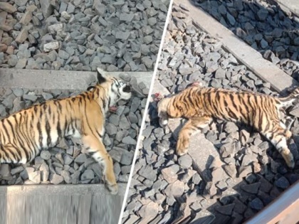 Painful incidents in Chandrapur: Three Tiger cubs died due to train injuries | चंद्रपुर में दर्दनाक हादसाः ट्रेन की चपेट में आने से तीन बाघ शावकों की मौत