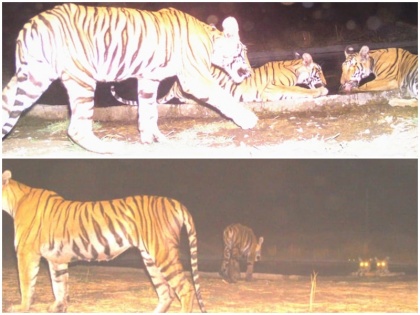 Madhya Pradesh: Kheoni Wildlife Sanctuary in Dewas now has 5 tigers including two cubs | मध्य प्रदेश: देवास के खिवनी अभ्यारण्य में पहली बार दिखे 2 मादा और 1 नर बाघ के साथ दो शावक, आधिकारियों में खुशी की लहर