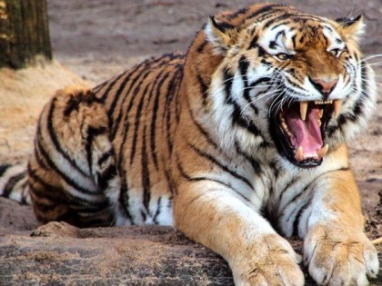 Critical disclosure in the study: Tigers are killing and killing elephants in Corbett National Park | अध्ययन में चिंताजनक खुलासा : कॉर्बेट राष्ट्रीय उद्यान में बाघ हाथियों को मारकर खा रहे हैं