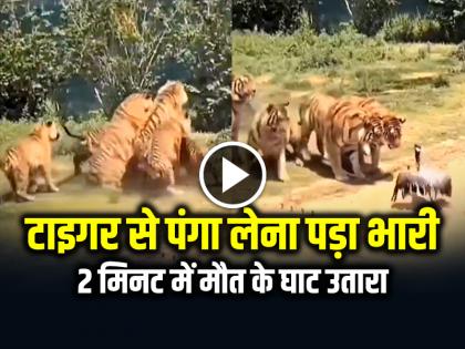 Tiger Kill Bird Video Goes Viral on Social Media | VIRAL VIDEO: टाइगर से पंगा लेना पड़ा भारी, 2 मिनट में मौत के घाट उतारा, देखें वीडियो