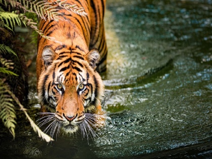 So far 27 tigers have died in Madhya Pradesh in the year 2022 | मध्य प्रदेश में साल 2022 में अब तक कुल 27 बाघों की मौत हो चुकी है