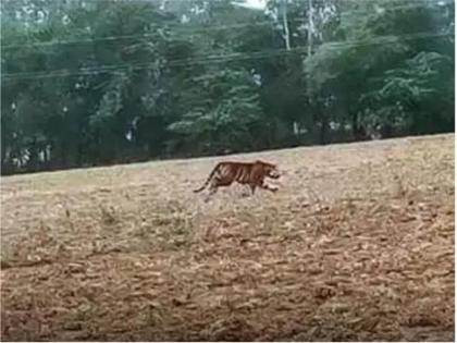 MP: Panna tiger travels 150 kms to reach hamirpur village, people clicked the picture | पन्ना टाइगर रिजर्व से भटका बाघ, 150 KM चलकर यूपी के गावों में पहुंचा, ग्रामीणों ने क्लिक की तस्वीरें