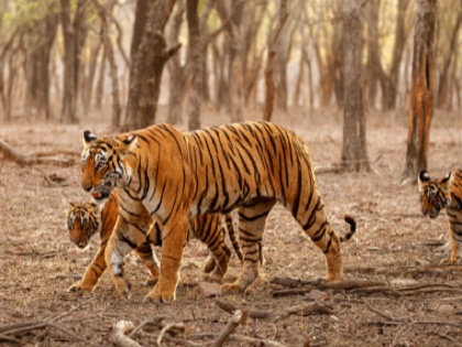 Madhya Pradesh: Tigress found dead in Panna Sanctuary, fifth body found in nine days | मध्य प्रदेश के पन्ना अभयारण्य में मृत पाई गई 6 साल की बाघिन, 9 दिन में मिला पांचवां शव