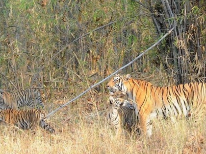 Eight camera traps go missing in Rajaji tiger reserve, investigation begins | राजाजी बाघ अभयारण्य में आठ कैमरा ट्रैप गायब, जांच शुरू