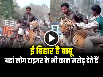 Tiger Sitting on Elephant Man Twist His Ears Video Goes Viral | VIDEO: ई बिहार है बाबू... यहां लोग टाइगर के भी कान मरोड़ देते हैं, देखें वीडियो