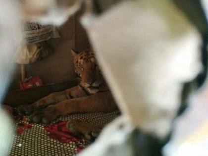 Tiger sit on bed in Assam home as floodwaters inundate kaziranga park | जब घर में बिस्तर पर आराम से बैठा मिला बाघ, देखें तस्वीरें