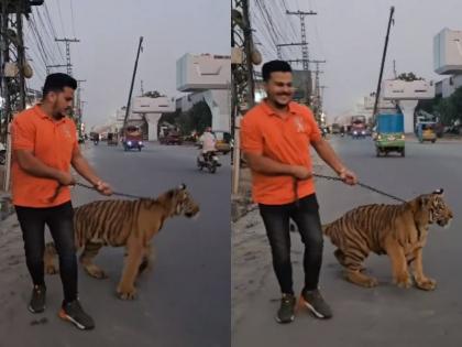 Watch Pakistan pet tiger roaming on road but now question raised about people safety | Watch: पाकिस्तान में सड़कों पर घूमता दिखा पालतू चीता, अब लोगों की जानमाल को लेकर उठ रहे सवाल