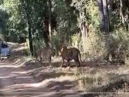 two tiger fight Video of adventure goes viral on internet see here | इंटरनेट पर वायरल हो रहा रोमांचक से भरपूर दो बाघों की लड़ाई का वीडियो, देखें