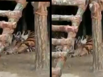 Tigress gives birth to three cubs in Bengal's fitness park, watch video | बंगाल के सफारी पार्क में बाघिनी ने तीन शावकों को जन्म दिया, देखें वीडियो
