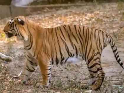 Tigress dies of kidney failure in Delhi zoo, sample sent for coronavirus testing | दिल्ली चिड़ियाघर में गुर्दा खराब होने से बाघिन की मौत, कोरोना वायरस की जांच के लिए भेजे गए नमूने Tigress dies of kidney failure in Delhi zoo, sample sent for coronavirus testing | दिल्ली चिड़ियाघर में गुर्दा खराब होने से बाघिन की मौत, कोरोना वायरस की जांच के लिए भेजे गए नमूने