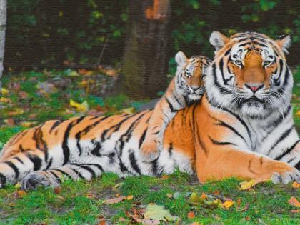 Nagpur Poisoned killed 4 tigers farm owner custody tigress killed cow Umred-Karandla-Pawni Sanctuary | नागपुरः बाघिन और तीन शावकों को जहर देकर मारा, हिरासत में खेत मालिक, कहा-गाय को मारा, मैंने बदला ले लिया