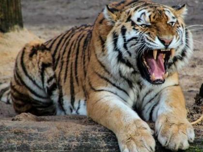 Ramesh Thakur's blog: Roar in the world echoed by tiger population in the country | रमेश ठाकुर का ब्लॉग: देश में बाघों की आबादी से गूंजी विश्व में दहाड़