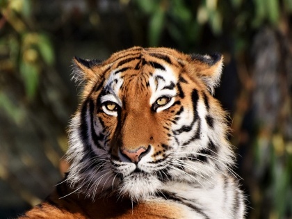 Rajesh Kumar Yadav blog: Tiger returns to Indian forests | राजेश कुमार यादव का ब्लॉग: भारत के जंगलों में चीते की वापसी