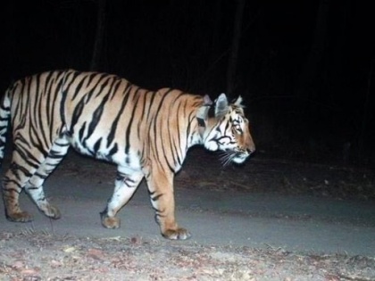 Tiger walked for 2000 Kms for finding a suitable partner Was being continuously monitored | पार्टनर की तलाश में बाघ ने तय किया 2000 किलोमीटर का सफर, ट्वीटर पर लोगों ने पूछे मजेदार सवाल