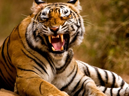 Rajasthan Three cubs, number of tigers seen in Sariska tiger reserve, cm ashok gehlot tweet | Rajasthan  ki khabar: सरिस्का बाघ अभयारण्य में दिखे तीन शावक, बाघों की संख्या 20