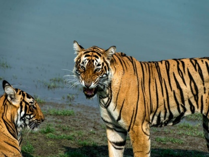 Indian tiger madly in love with nepali tigeress took the life of the cub at valmiki tiger reserve | नेपाली बाघिन के प्यार में पागल भारतीय बाघ ने ली शावक की जान, जानें क्या है पूरा मामला