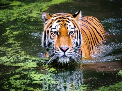 International Tiger Day: India has 70 percent of total tiger population 10 interesting facts | International Tiger Day: 'अंधे' पैदा होते हैं बाघ के बच्चे, इंटरनेशनल टाइगर डे पर जानिए इनके बारे में 10 खास बातें