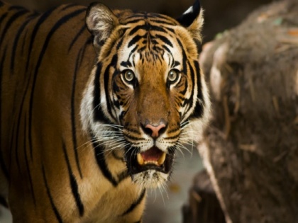 Ramesh Thakur blog on Inernational Tiger Day Serious efforts needs to conserve tigers | ब्लॉग: कभी एक लाख थी संख्या अब हजारों में है गिनती, बाघों के संरक्षण के लिए अभी और गंभीर प्रयासों की जरूरत