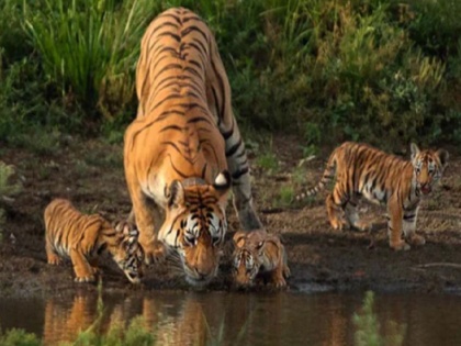Madhya Pradesh: Supermom tigress Collarwali dies who gave birth to 29 cubs | मध्य प्रदेश: 'सुपर मॉम' बाघिन की मौत, 'कॉलरवाली' नाम से थी मशहूर, 29 शावकों को दिया था जन्म