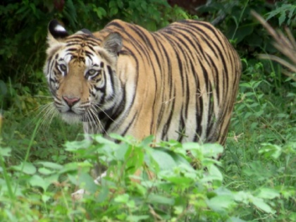 India first tiger relocation experiment failed tigress Sundari will soon return to Kanha | बाघों को एक से दूसरे राज्य ले जाकर बसाने का देश का पहला प्रयोग असफल, बाघिन सुंदरी की जल्द होगी कान्हा वापसी